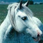 Horse in field with mane uid 1044666