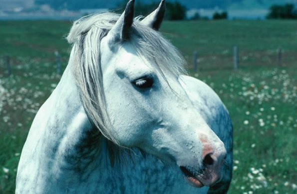 Horse in field with mane uid 1044666