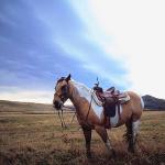 Horses 004