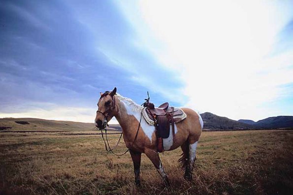 Horses 004