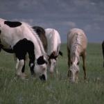 Horses Grazing