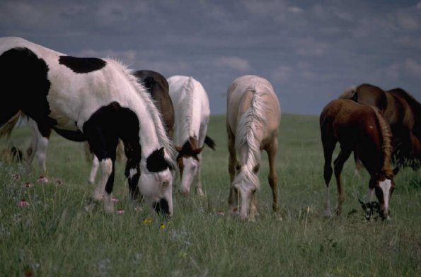 Horses Grazing
