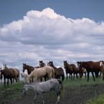 Horses