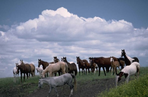 Horses