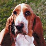 Hound dog on lawn