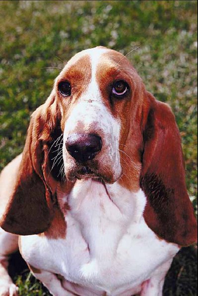 Hound dog on lawn