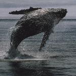Humpback whale breaching uid 1187987