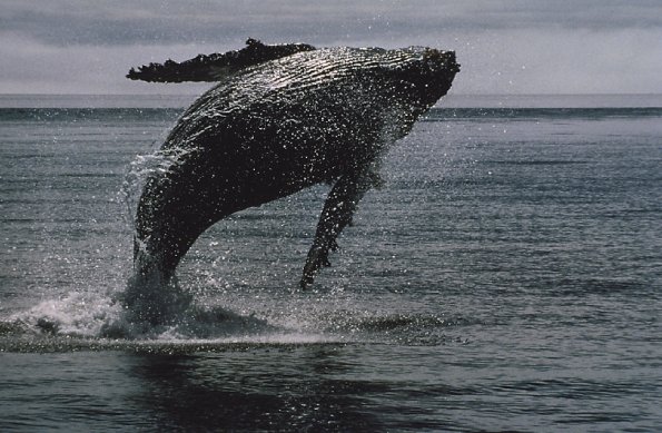 Humpback whale breaching uid 1187987