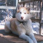 Husky dog in kennel uid 1179471