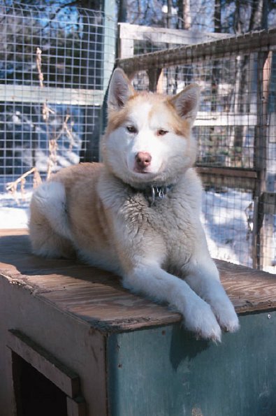 Husky dog in kennel uid 1179471