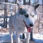 Husky dog in kennel uid 1179476