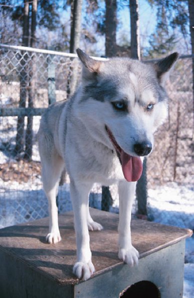 Husky dog in kennel uid 1179476