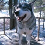 Husky dog in kennel uid 1179477