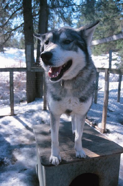 Husky dog in kennel uid 1179477