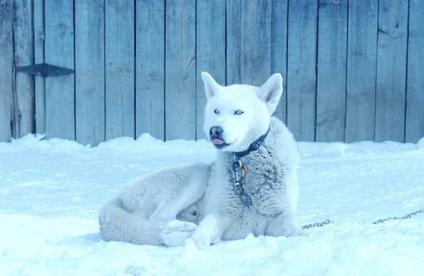 Husky dog lying in the snow