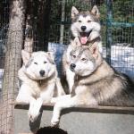 Husky dogs in kennel uid 1179470