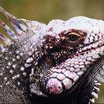 Iguana Venezuela uid 1008460