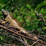 Iguana iguana uid 1658312