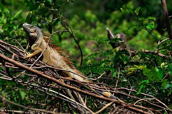 Iguana iguana uid 1658312
