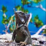 Iguana sunning on rocks
