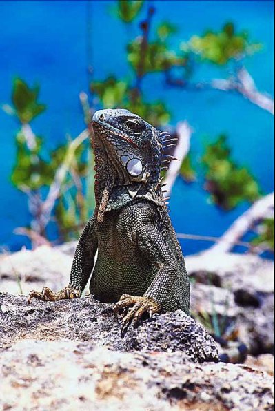 Iguana sunning on rocks