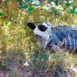 Iguana wearing sunglasses