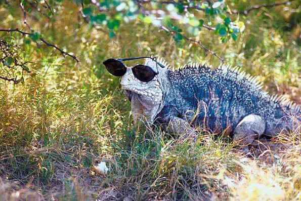 Iguana wearing sunglasses