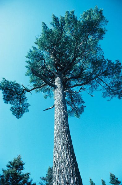 Ile Anticosti uid 1041361