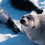 Iles de la Madeleine Harp seal uid 1039505