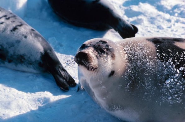 Iles de la Madeleine Harp seal uid 1039505