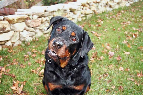 Inquisitivedog