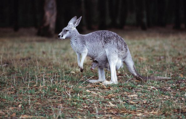 Kangaroo Australia L uid 1042423