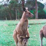Kangaroo and Joey uid 1037412