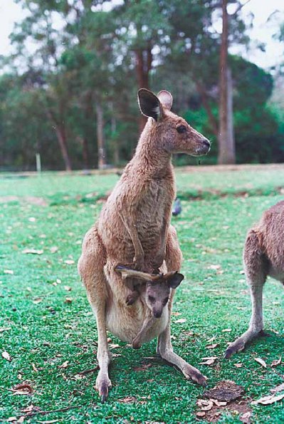 Kangaroo and Joey uid 1037412