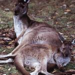 Kangaroo and baby resting Australia