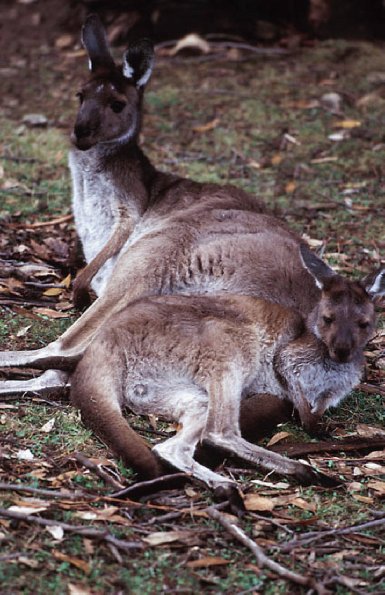 Kangaroo and baby resting Australia