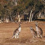 Kangaroos in field uid 1012820
