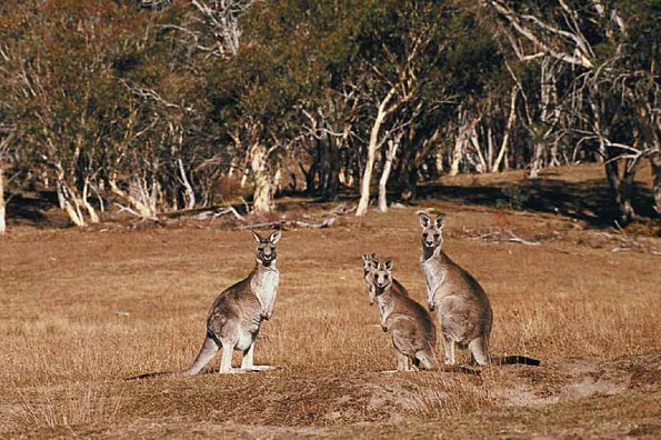 Kangaroos in field uid 1012820