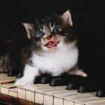 Kitten on piano keys