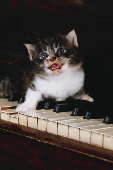 Kitten on piano keys