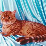 Kittenonblue