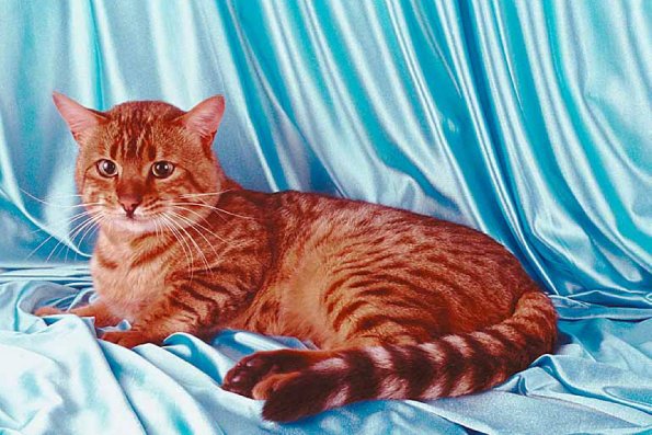 Kittenonblue