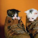 Kittens in work boots