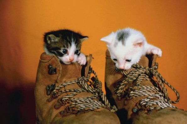 Kittens in work boots