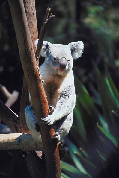 Koala bear in tree uid 1012921
