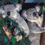 Koala bears in tree uid 1012951