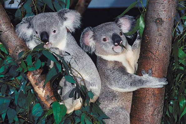 Koala bears in tree uid 1012951
