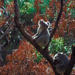 Koalas in tree