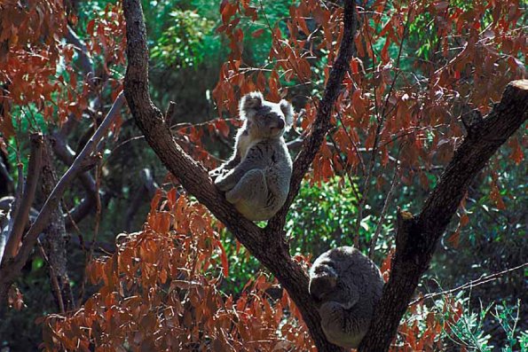 Koalas in tree