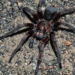 Large Spider uid 1044390